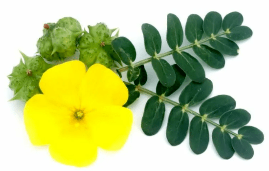 Tribulus creeping as part of Insumed